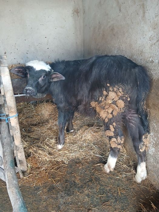 Vând vițel de bivol