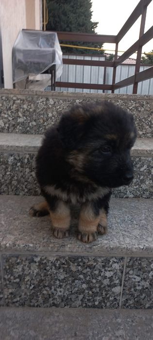 Щенок немецкой овчарки