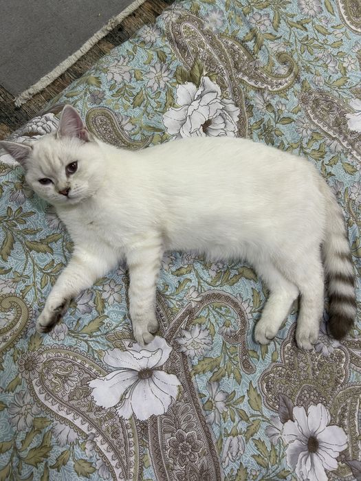 Продается кошка шотландская  скоттиш страйт
