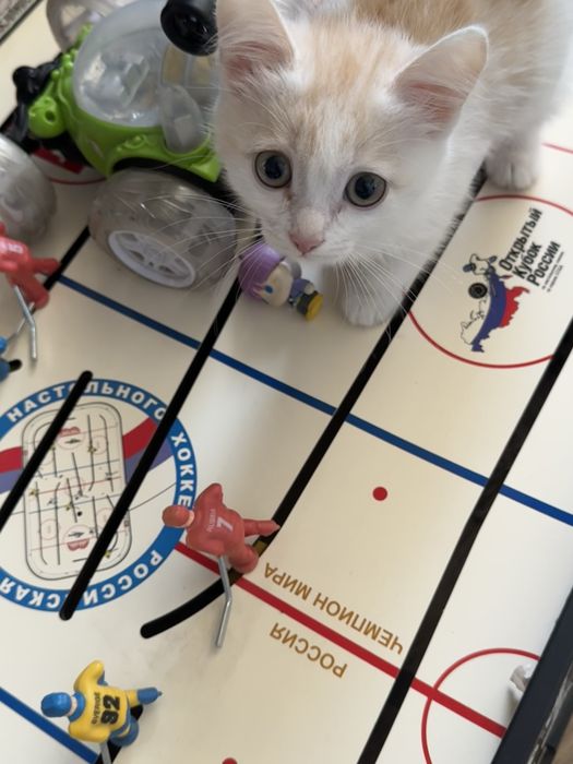 Отдадим рыжего котенка