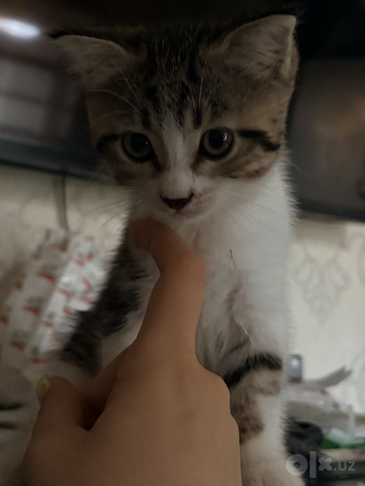 Отдаю домашних кошек в хорошие добрые руки
