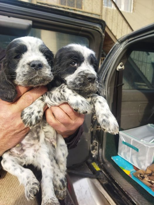 Щенки русского спониеля