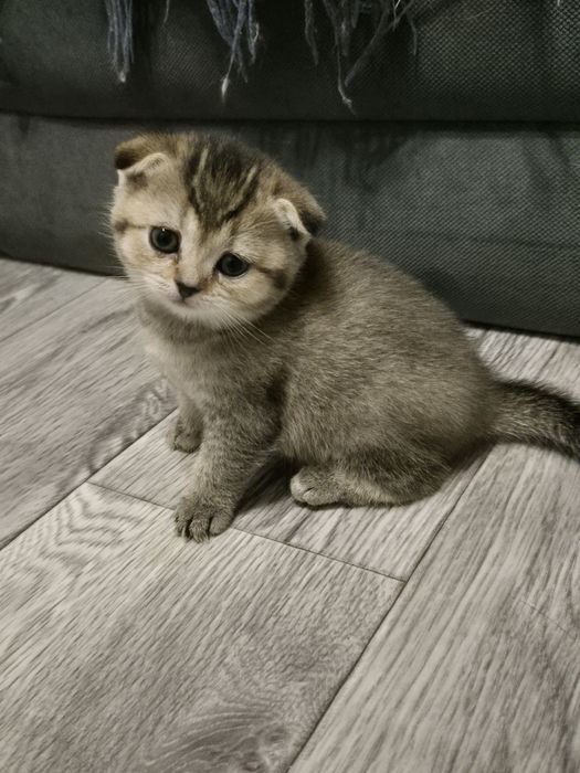 Котята золотая шиншилла