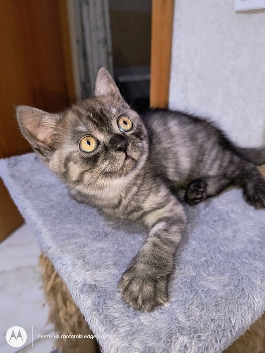Продам котят скотищь страйт