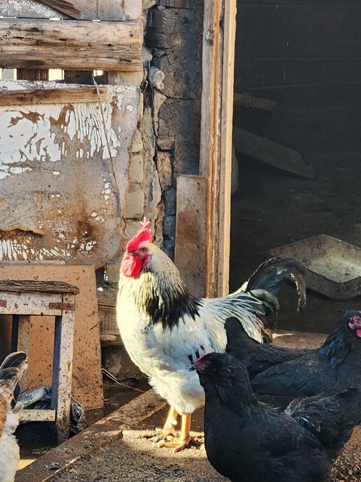 Продам петухов прошлогодних