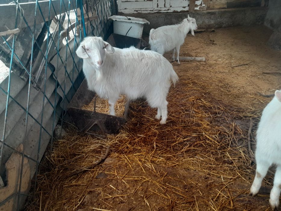 Коза Ешкi Лак 6 шт срочно