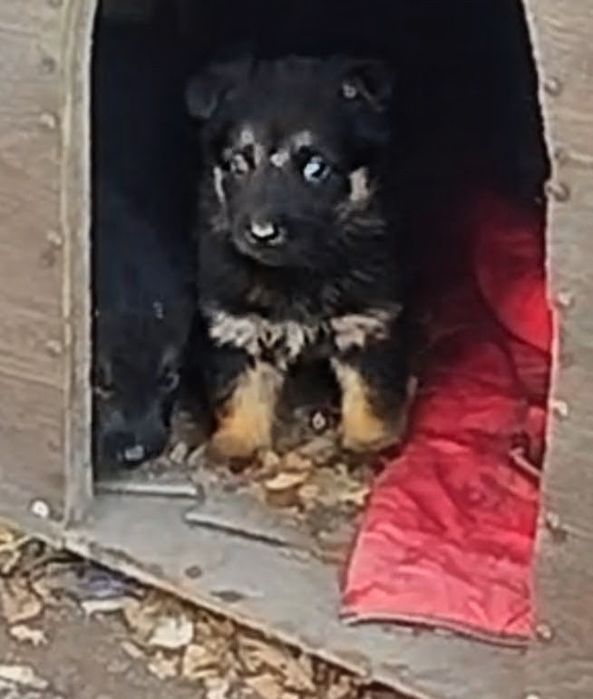 Продам  щенка Мальчик.Немецкая овчарка