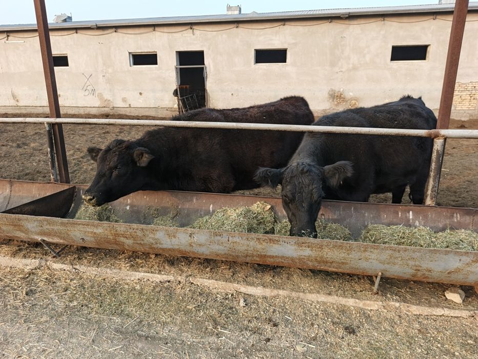 ангус ғуножинла сотилади хомиладор