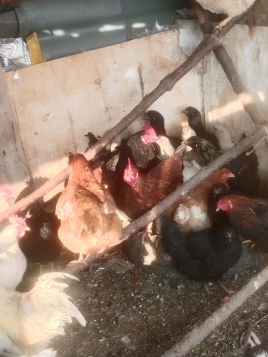 Продам куры продам