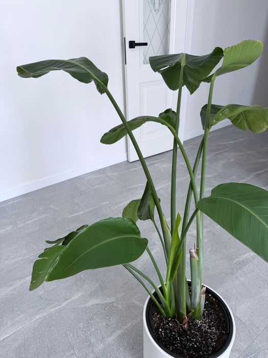 Стрелиция голландская