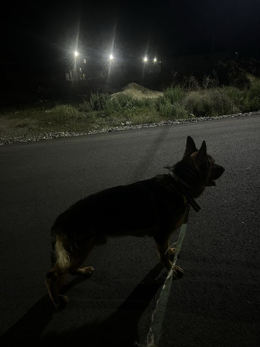 Немецкая овчарка