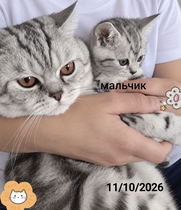Британские котята