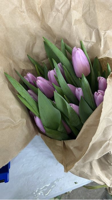 Тюльпаны напрямую с теплицы