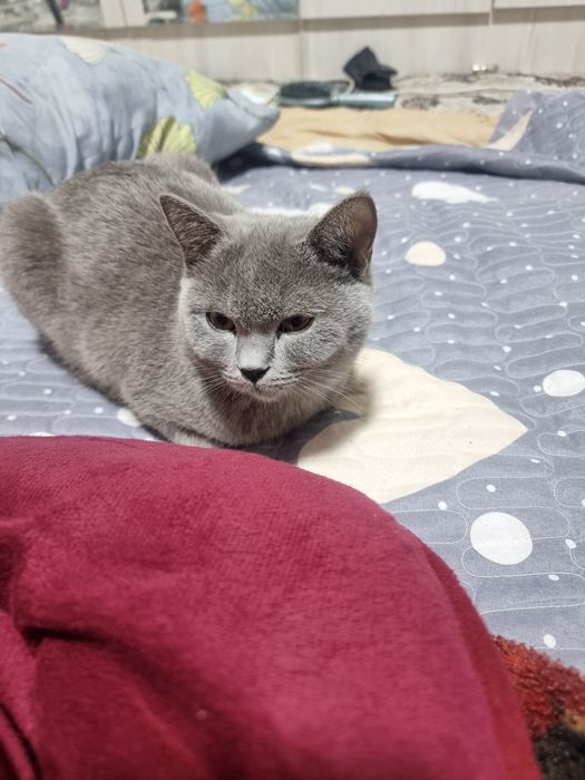 Shatlanskiy mushuk zottor skotish strayt