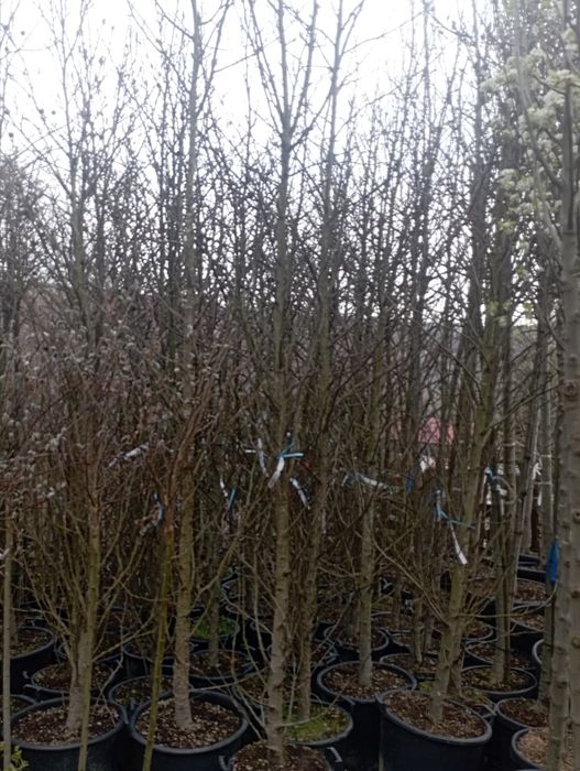 Vindem plante ornamentale doriți să aveți o grădină frumoasă de primă