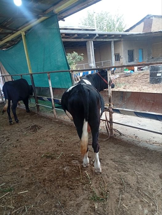 Buqala. sotiladi