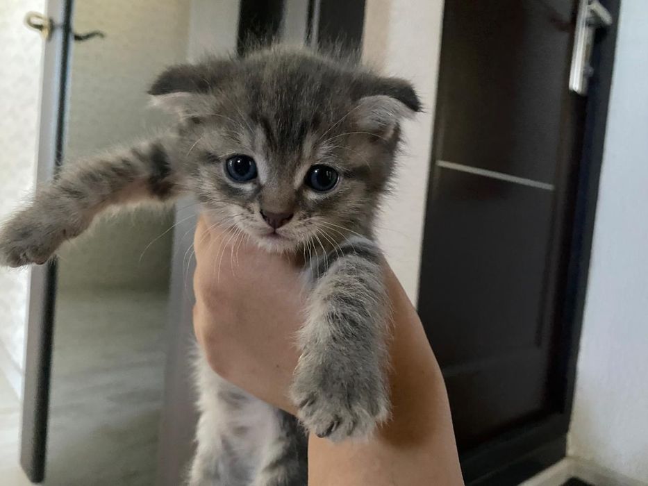 Веслаухий котята