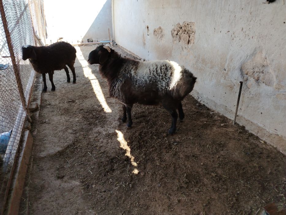 Кошкар сатылады,,,