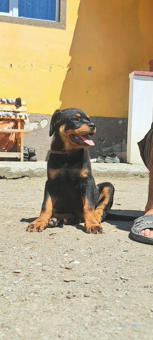 Pui Rottweiler talie mare