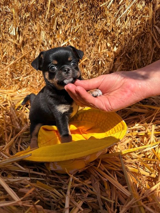 Продаются щенки чихуахуа