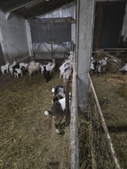 Vînd iezi pt sacrificați și ținut