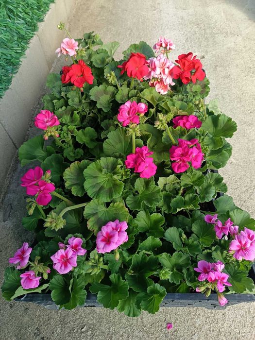 Цветя на Едро и Дребно