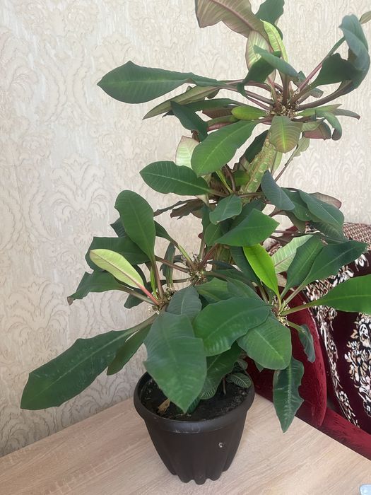 Продам цветы молочай