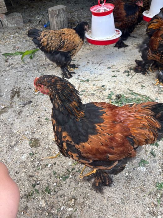 Cocos Brahma Gold de vânzare