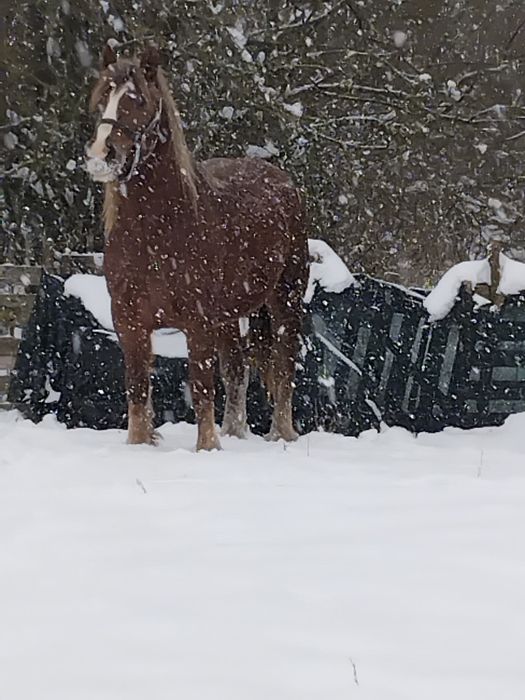 Vând iapă de 5 ani