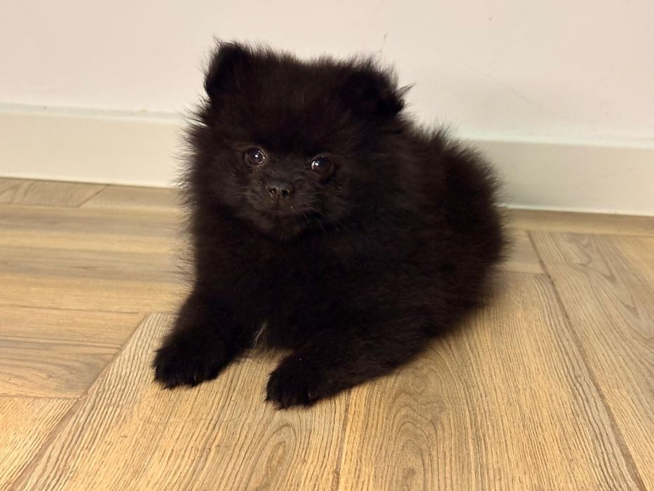 Vand fetita pomeranian