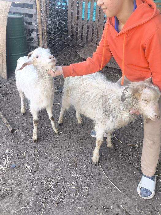 Ешки теке сатамын