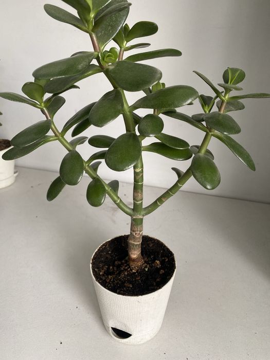 Денежное дерево крассула толстянка