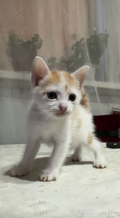 Отдам котят в доьрые руки
