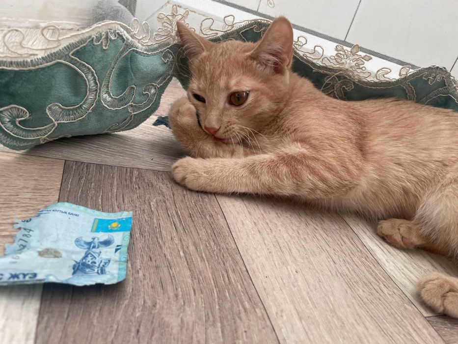 рыжие котята подростки