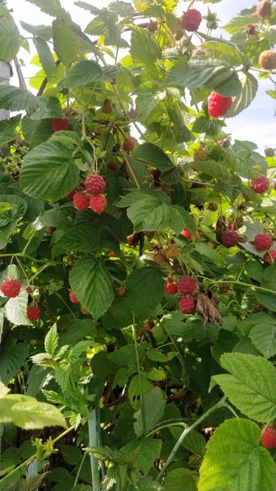 Дача на федоровке