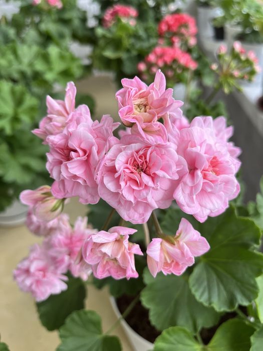 Продам черенки и стартеры сортовых пеларгоний