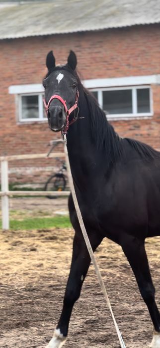 Жеребчик тракено/донской