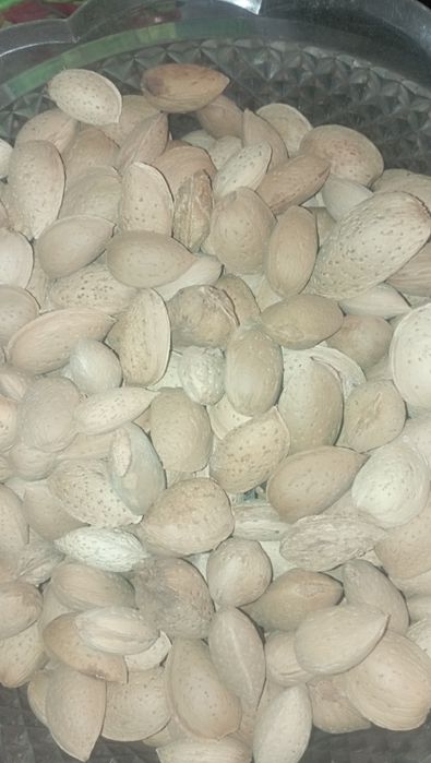 Миндаль горький .