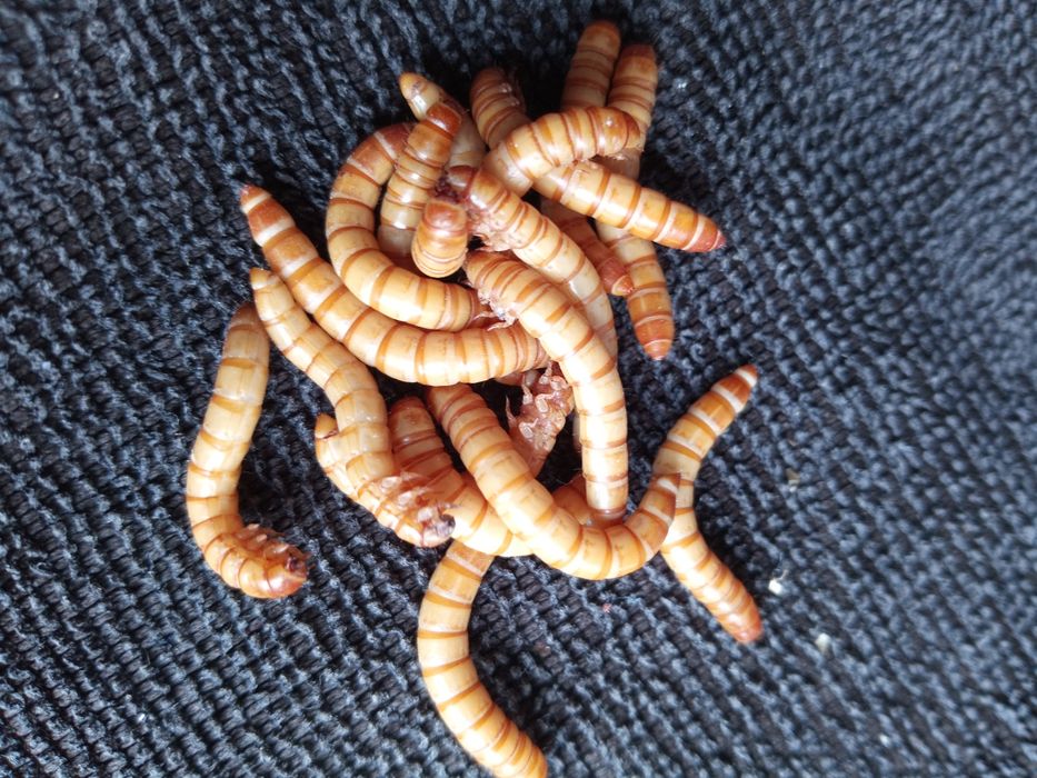 VIERMI DE FAINA Tenebrio molitor și Superworms