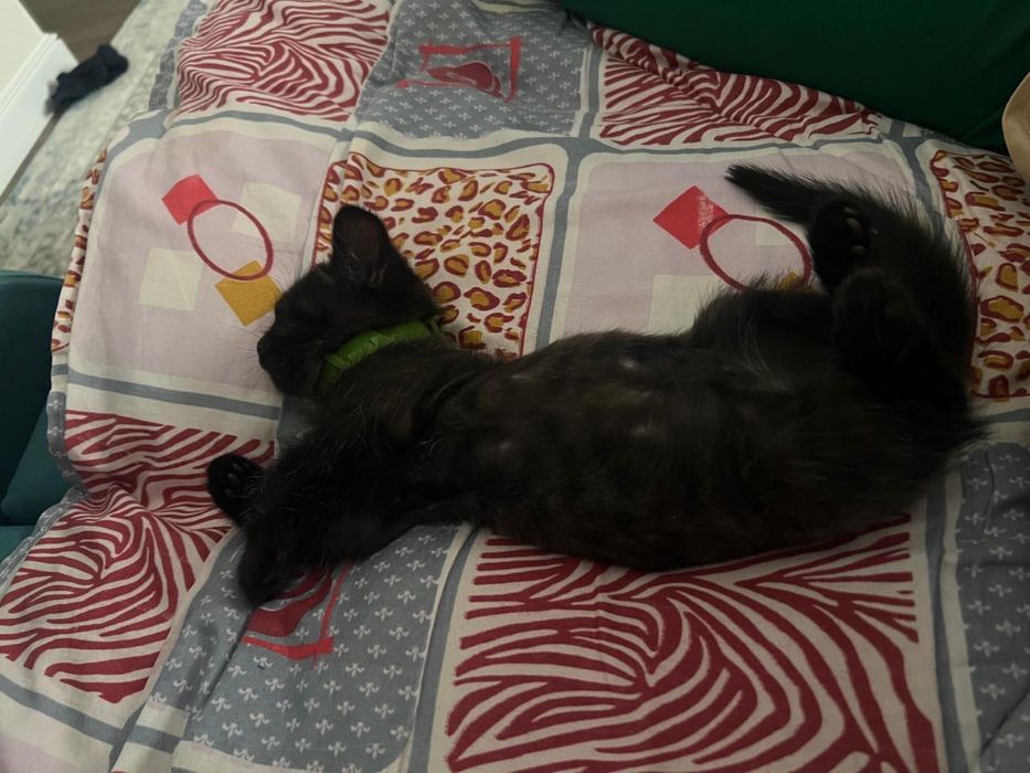 Котенок животное