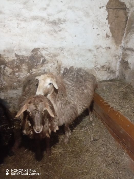 Кой токты сатылады