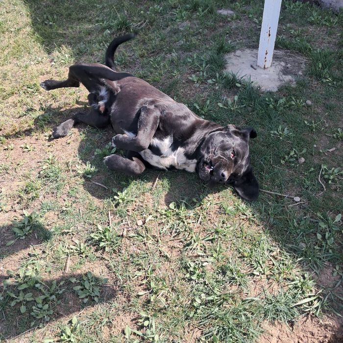 Продам лабрадора