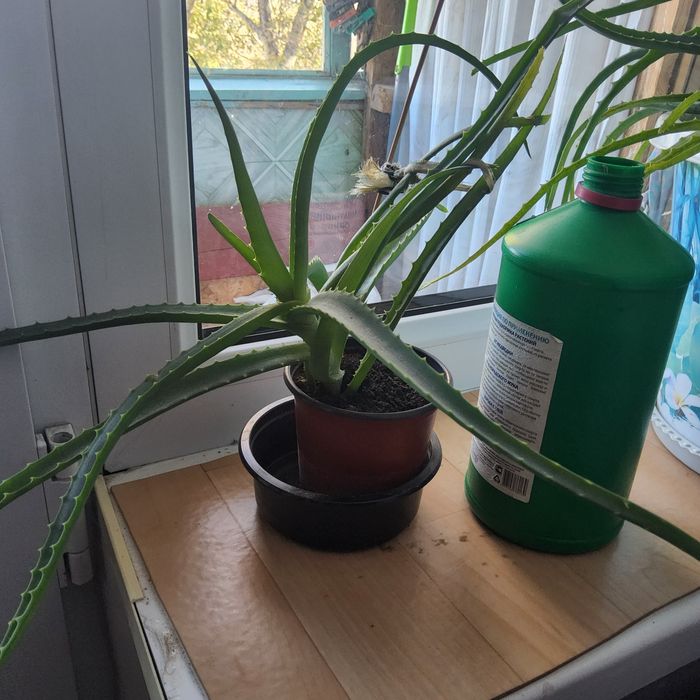 Алоэ         500 тг.