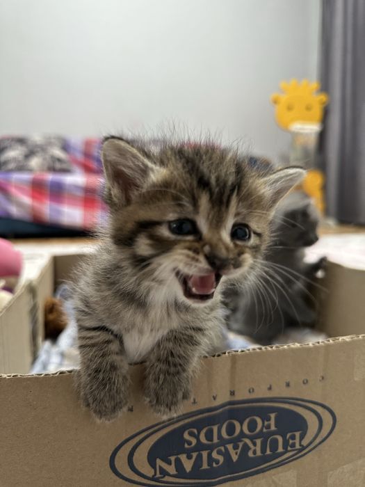 Котята 4  , ласковые, отдам в добрые рукИ!
