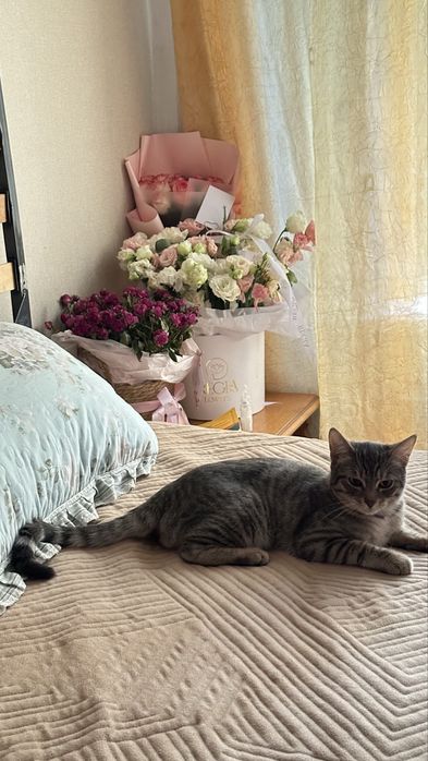Пропал кот район Тимирязева Айманова!