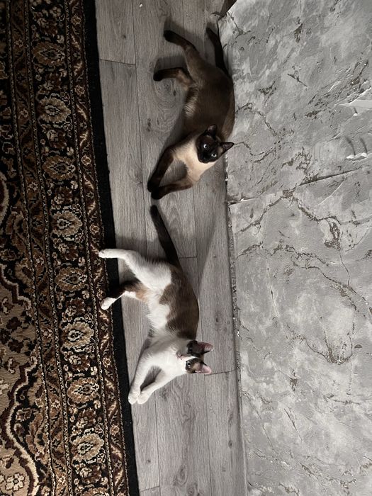 Отдам в добрые  руки