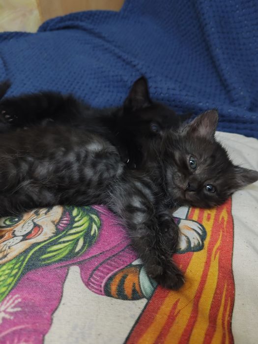 Отдам котят в хорошие руки