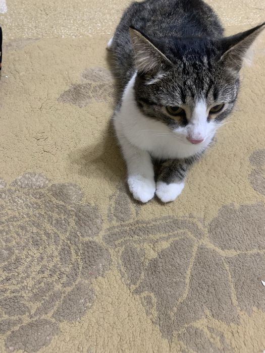 кошка. Атырау . в добрые руки