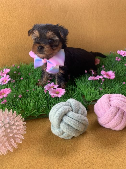 Йоркширски тепиер ,Йорки