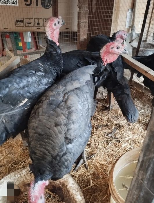 Kurka xoʻrozlari sotiladi. 24dona buyurtmaga soyib ham beramiz